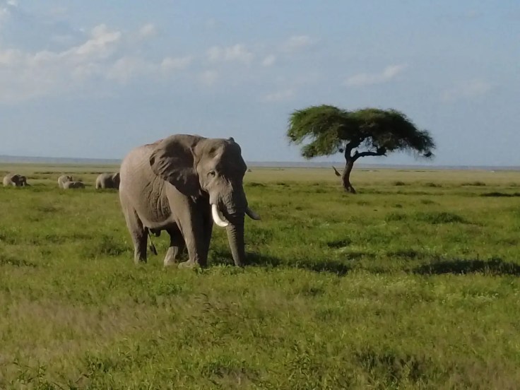 Elephant pendant safari dans le parc amboseli au kenya